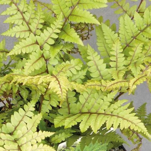 Athyrium othophorum okanum - Le pot de 9 x 9 cm