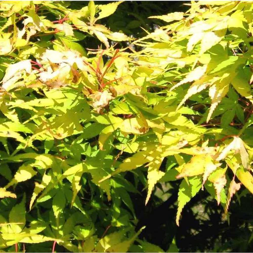 Érable du Japon Katsura orange. Le pot de 15 litres