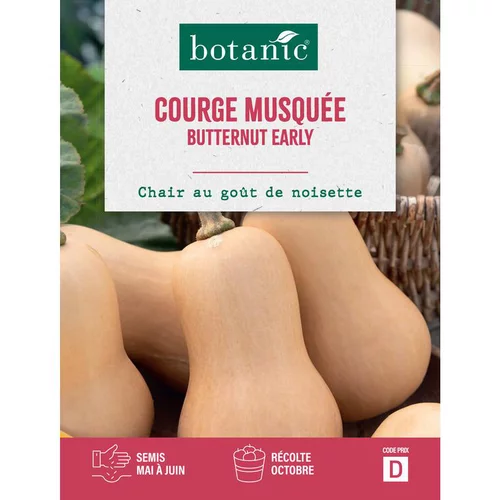 Graines de courge early butternut botanic® - graines à semer