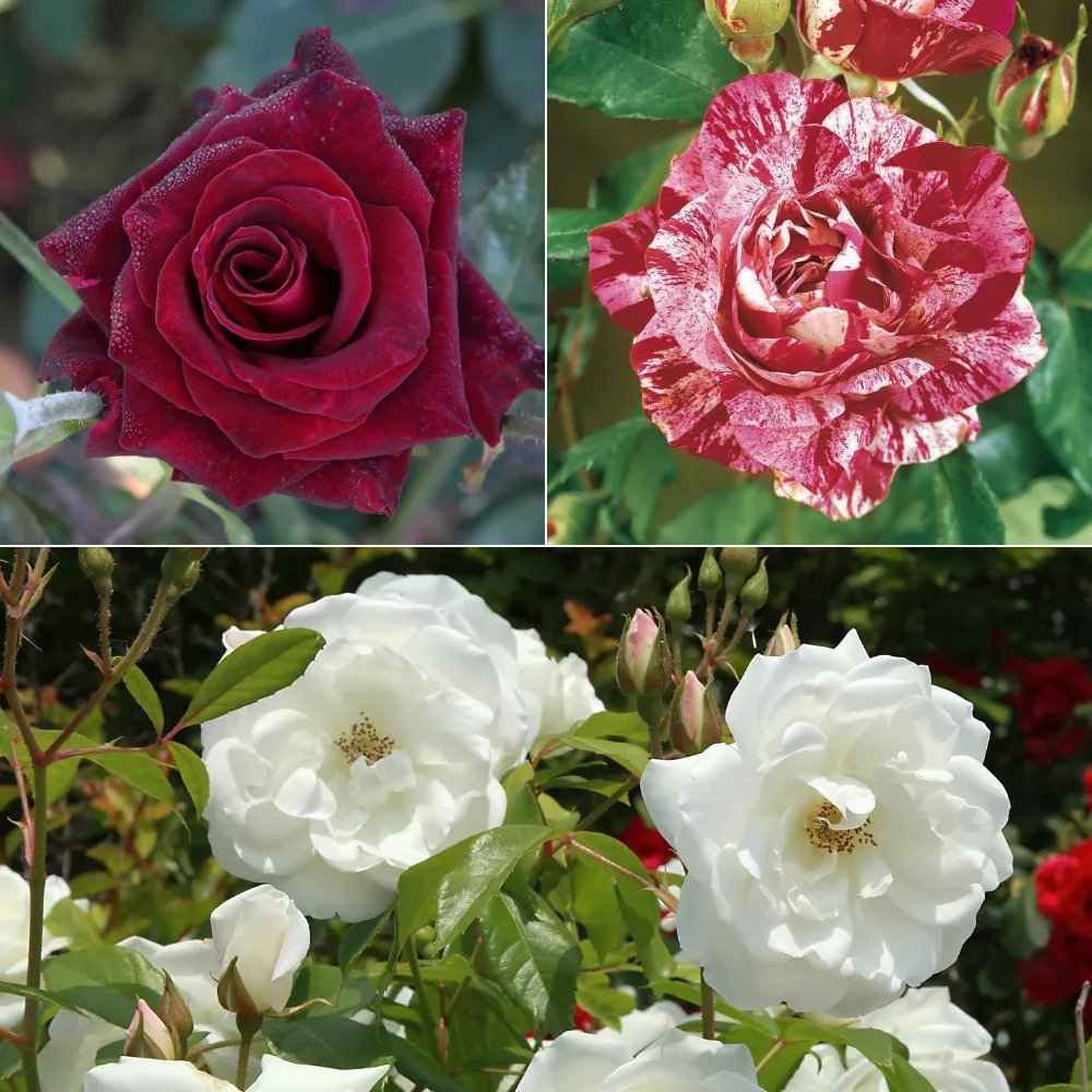 Collection de 3 Rosiers buissons : Black Baccara, Candy stripe, Helga Rosa 'black baccara', 'candy stripe', 'helga'