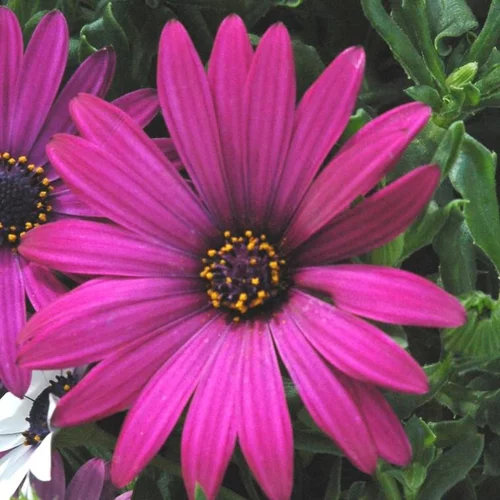 Ostéospermum dimorphothéca. Le pot de 3 litres