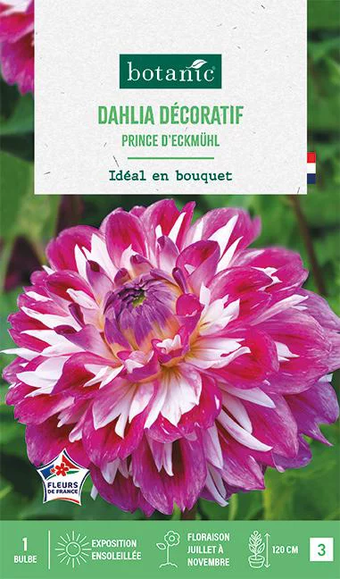 Bulbe de fleurs Dalhia décoratif Prince d’Eckmuhl botanic® - 1 bulbe