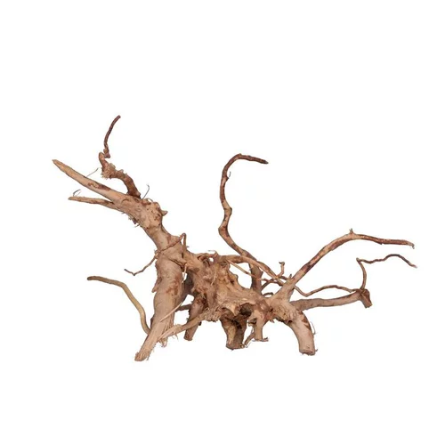 Racine Vigne rare rouge, Entre 40 et 80 cm