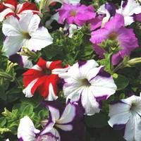 Pétunia à massifs - La barquette de 6 plants