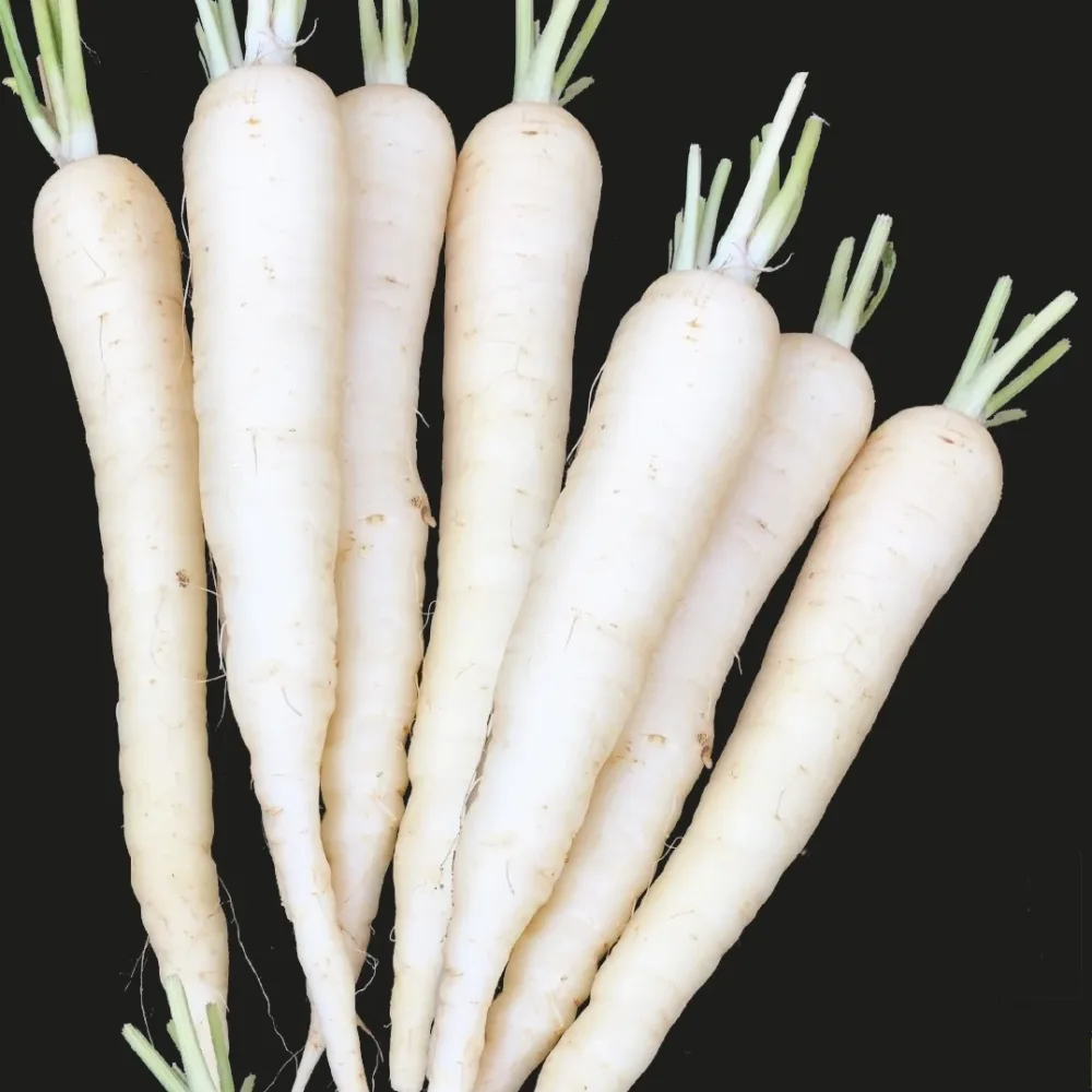 Carotte Snow Man F1 Daucus carota snow man f1