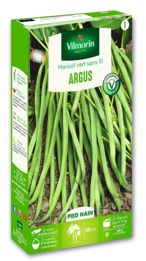 Haricot argus nain vert Vilmorin - graines à semer
