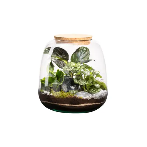 Terrarium autonome botanic® Moly Stone - Taille M Ø 19 cm H 20 cm