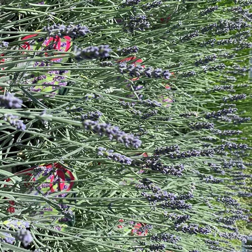 Lavande Richard Gray à fleurs violettes. Le pot de 3 litres.