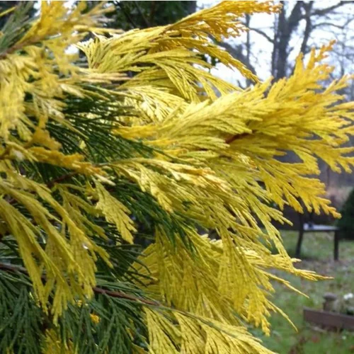Calocedrus Decurrens aureovariegato (Libocedre panaché) 100/125 en pot de 18 L jaune