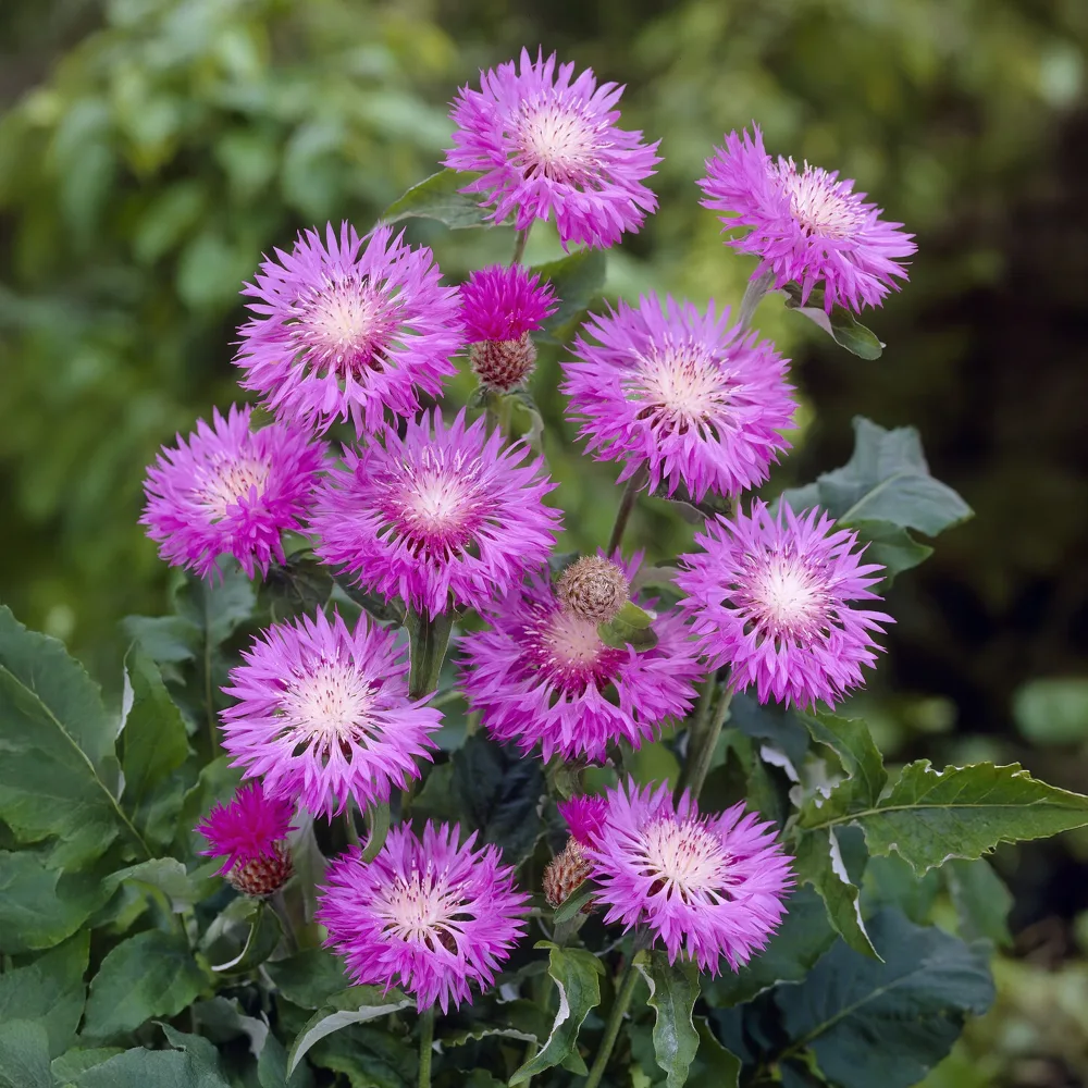 Centaurée rose John Coutts Centaurea hypoleuca john coutts