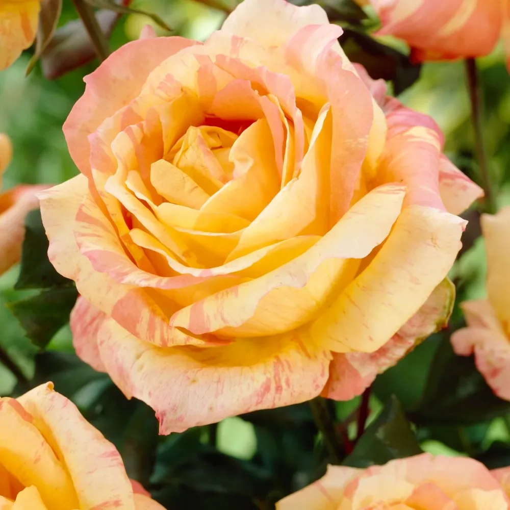 Rosier André Willemse Rosa 'André Willemse'