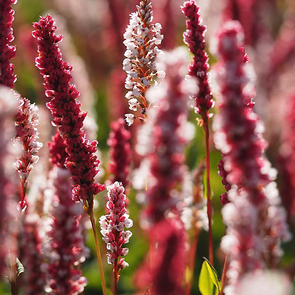 6 x Persicaire | Renouée 'Superba' – Persicaria affinis 'Superba' – godet 9cm x 9cm