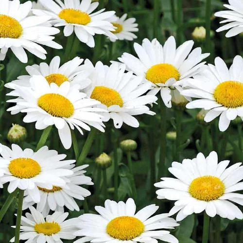 Marguerite de Printemps - Le pot de 9 x 9 cm