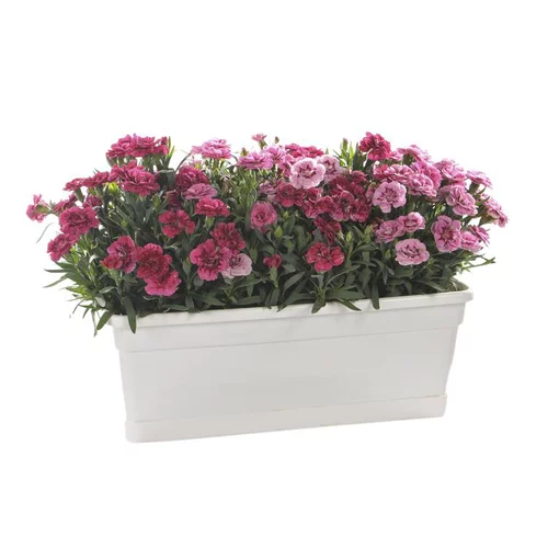 Oeillet Telnelken - La jardinière de 40 cm