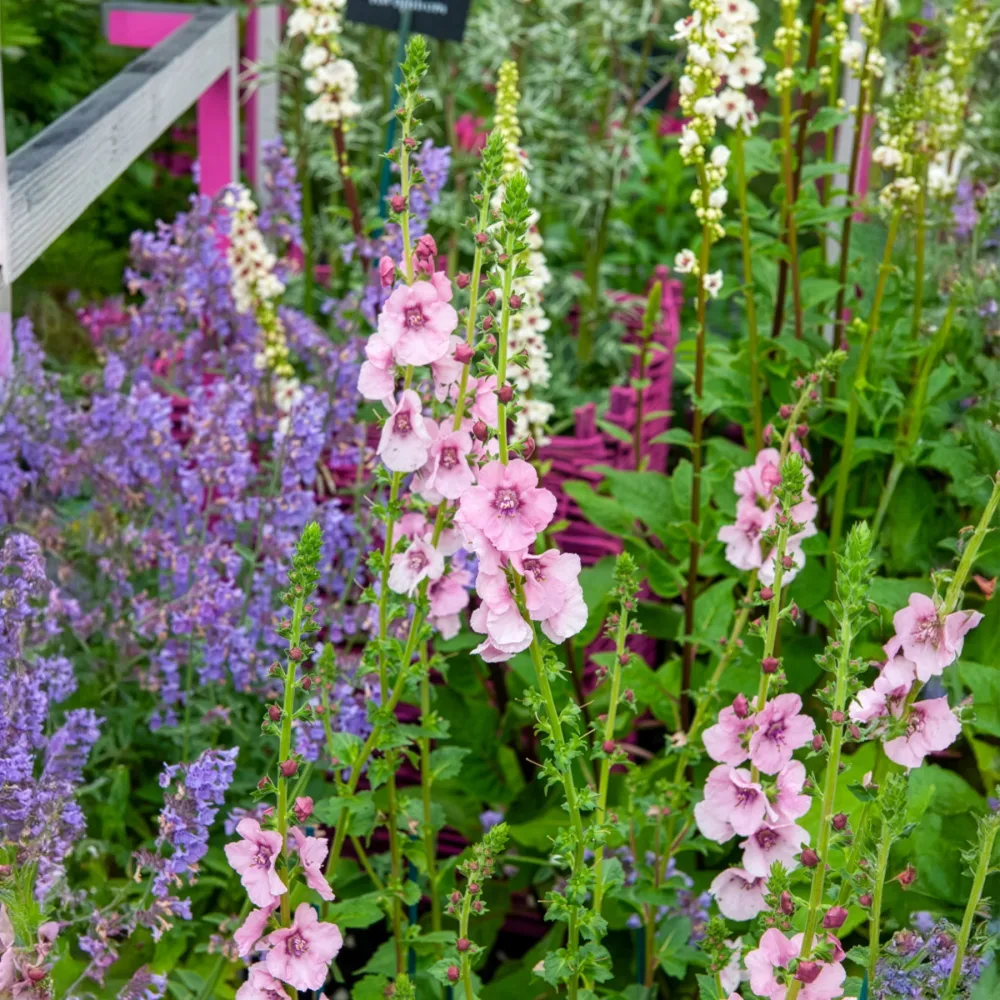 Molène Pink Domino Verbascum Pink Domino