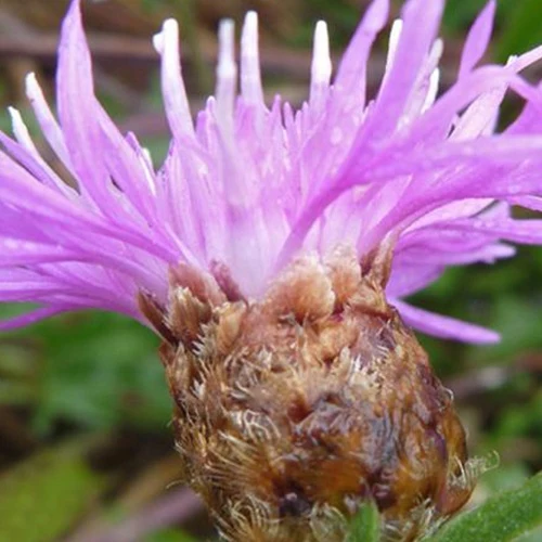 3 Centaurées jacées Centaurea jacea