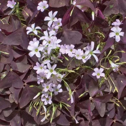 Oxalis trèfle à 4 feuilles rouge. Le pot de 9 x 9 cm