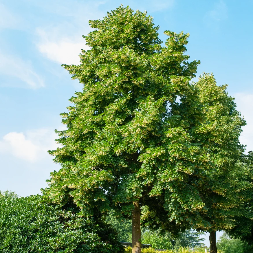 Tilleul d'Amérique Nova Tilia americana Nova