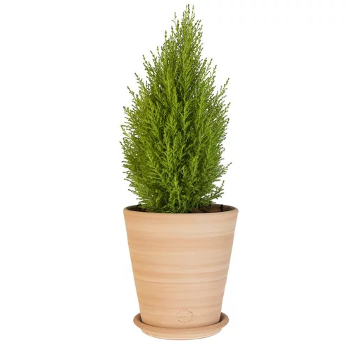 Pot Vaso lisse en terre cuite claire - D22x H22