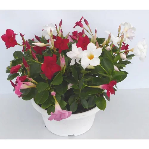 Dipladenia Duo - La coupe de 23 cm