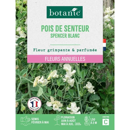 Graines de fleurs de Pois de senteur spencer blanc botanic®