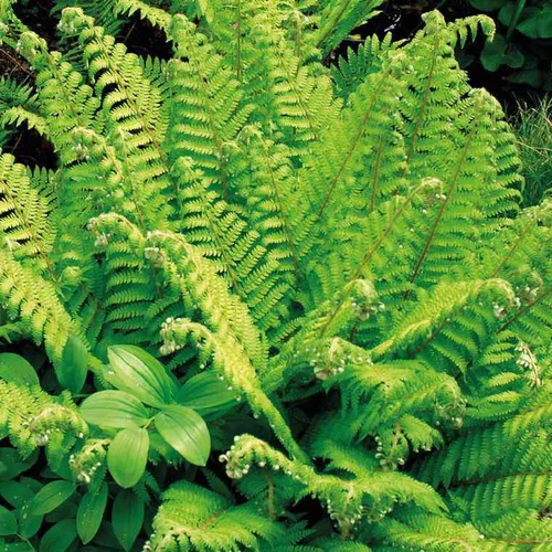 Fougère vivace Polystichum - Le pot de 9 x 9 cm