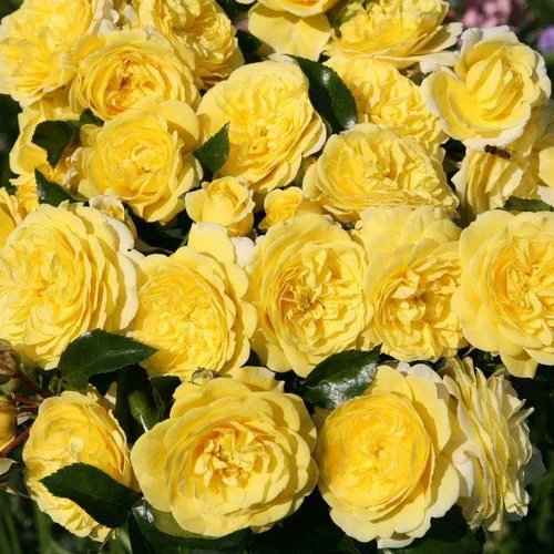 Rosier Solero jaune. Le pot de 2 litres