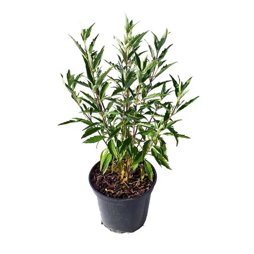 Caryopteris Clandonensis Heavenly Blue – Pot de 4L