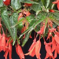 Bégonia pendula - La suspension diam 27 cm