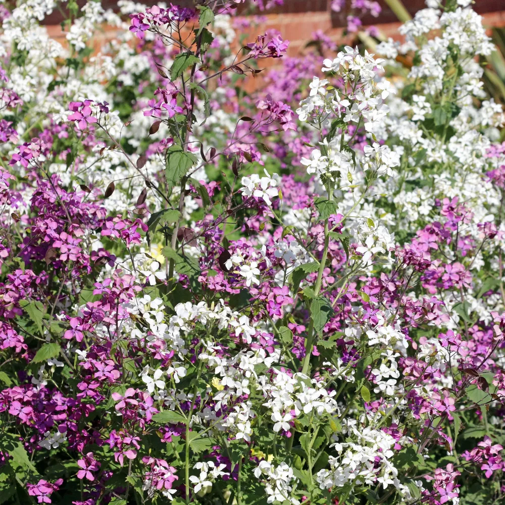 Lunaire annuelle - Monnaie du pape en mélange Lunaria biennis annua