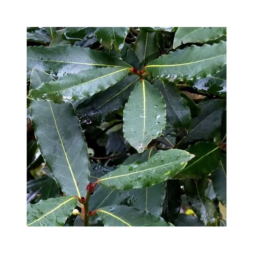 Laurier sauce (Laurus Nobilis) micro tige. Le pot de 2,5 litres