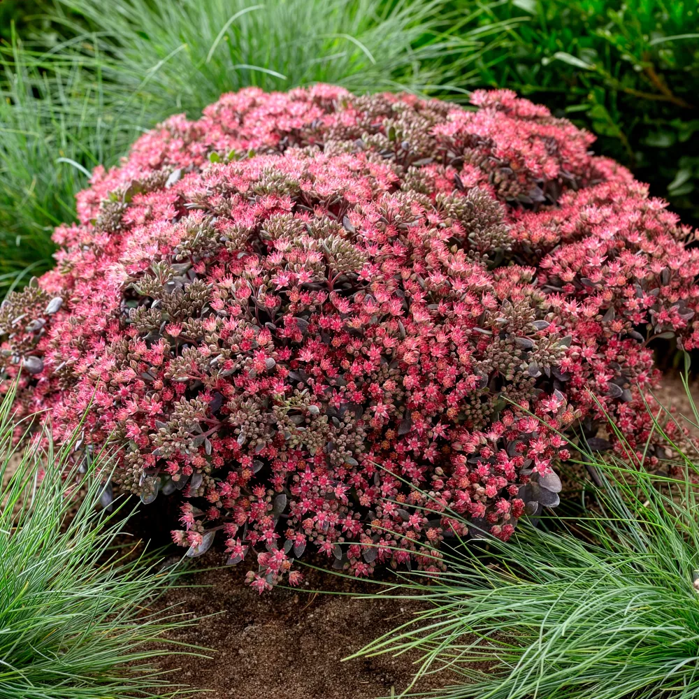 Sedum Sunsparkler® Dazzleberry Sedum Dazzleberry