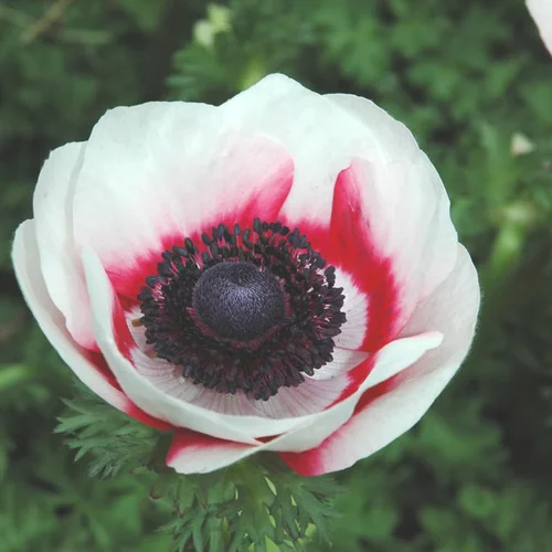 Anemone de Caen - Le pot de 3 litres