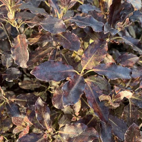 Pittosporum Tenuifolium variété Tom Thumb. Le pot de 2 litres