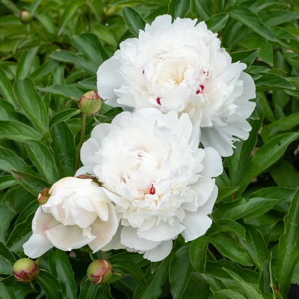 Pivoine Festiva Maxima Paeonia lactiflora 'festiva maxima'