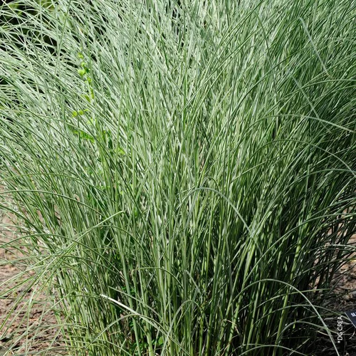 Miscanthus Sinensis Morning Light vert. Le pot de 4 litres