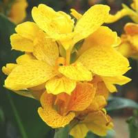 Canna dit Balisier - Le pot de 1 litre