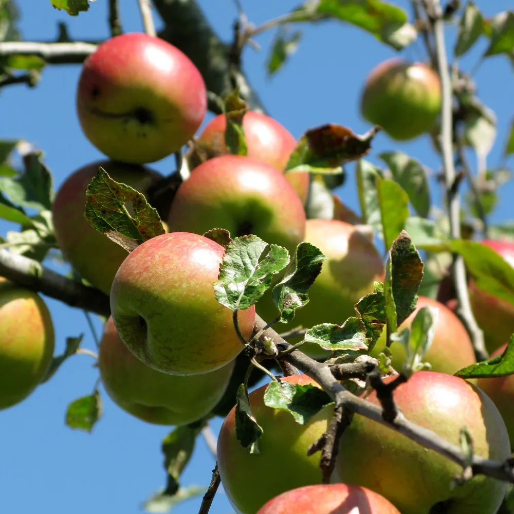 Pommier Braeburn Malus domestica Braeburn
