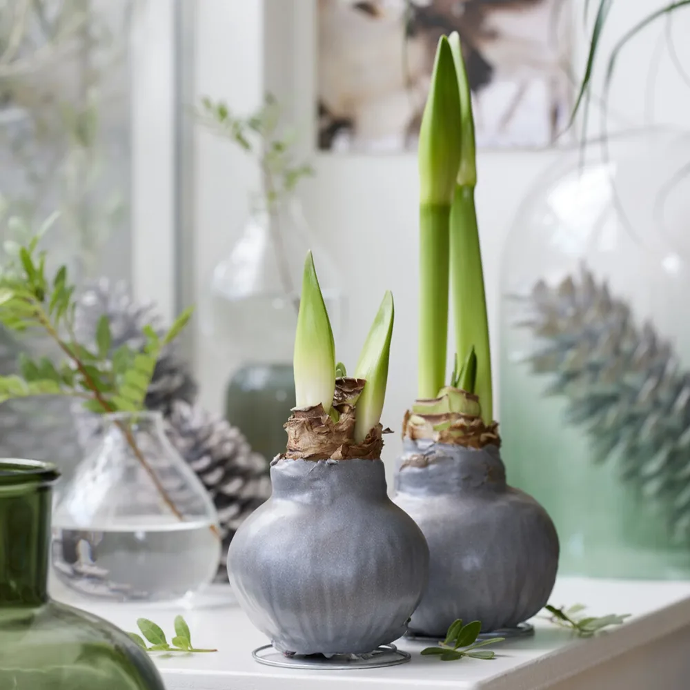 Wax Amaryllis Gloss Silver Amaryllis Gloss Silver
