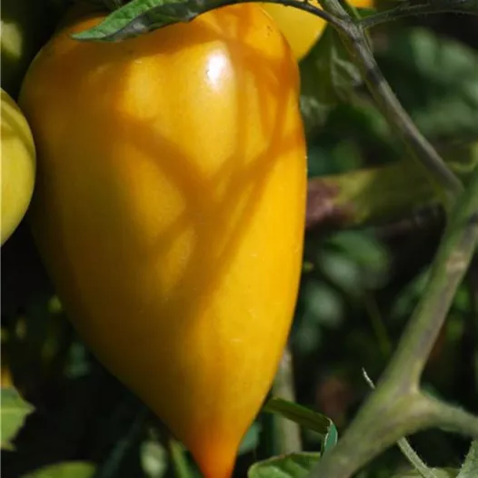 Bio zaden van Tomaat gele paprika