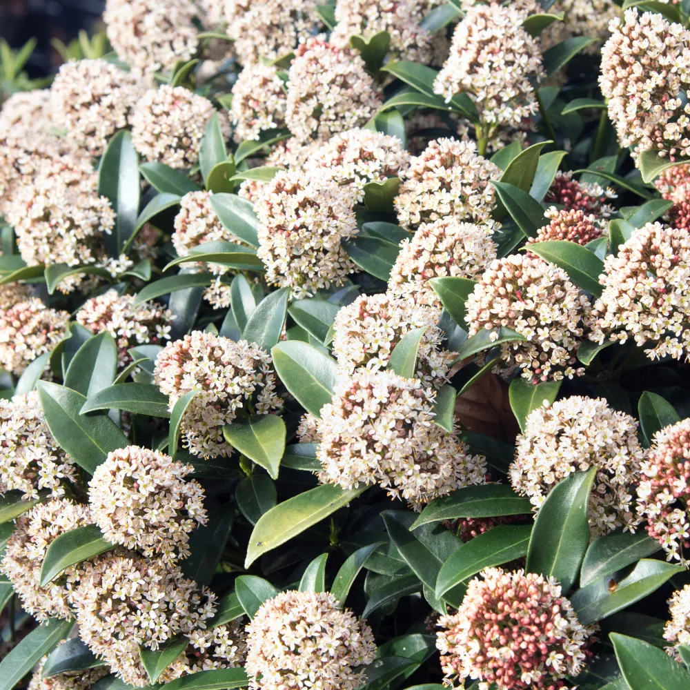 Skimmia du Japon Skimmia japonica