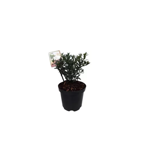 Houx Ilex Aquifolium Myrthifolia en pot de 2 L