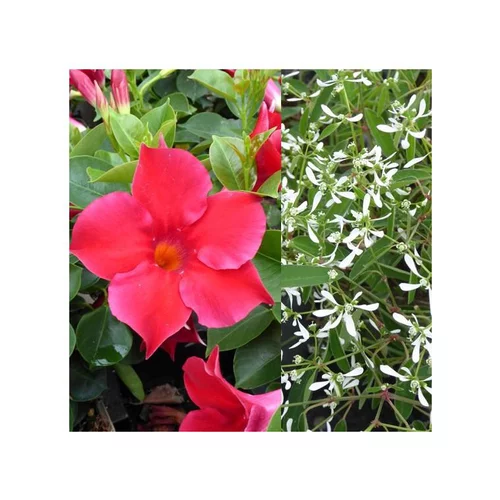 Dipladénia et Euphorbe blanche - La coupe de 25 cm