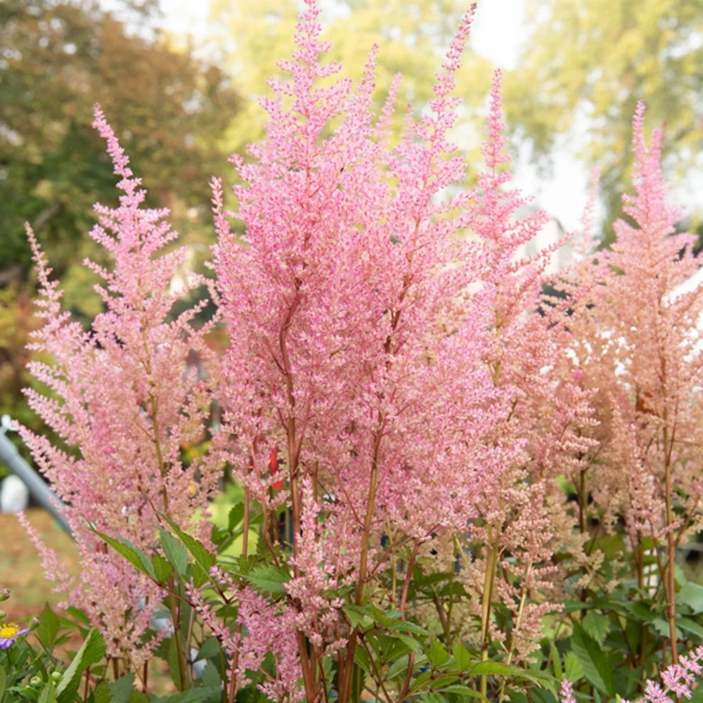 Astilbe d'Arends Erika Astilbe arendsii Erika