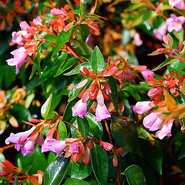 Abelia 'Edward Goucher' – 50-60 cm pot