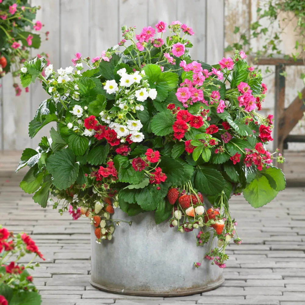 3 Fraisiers à fleurs doubles en mélange Fragaria Summer Breeze (red, pink + white)