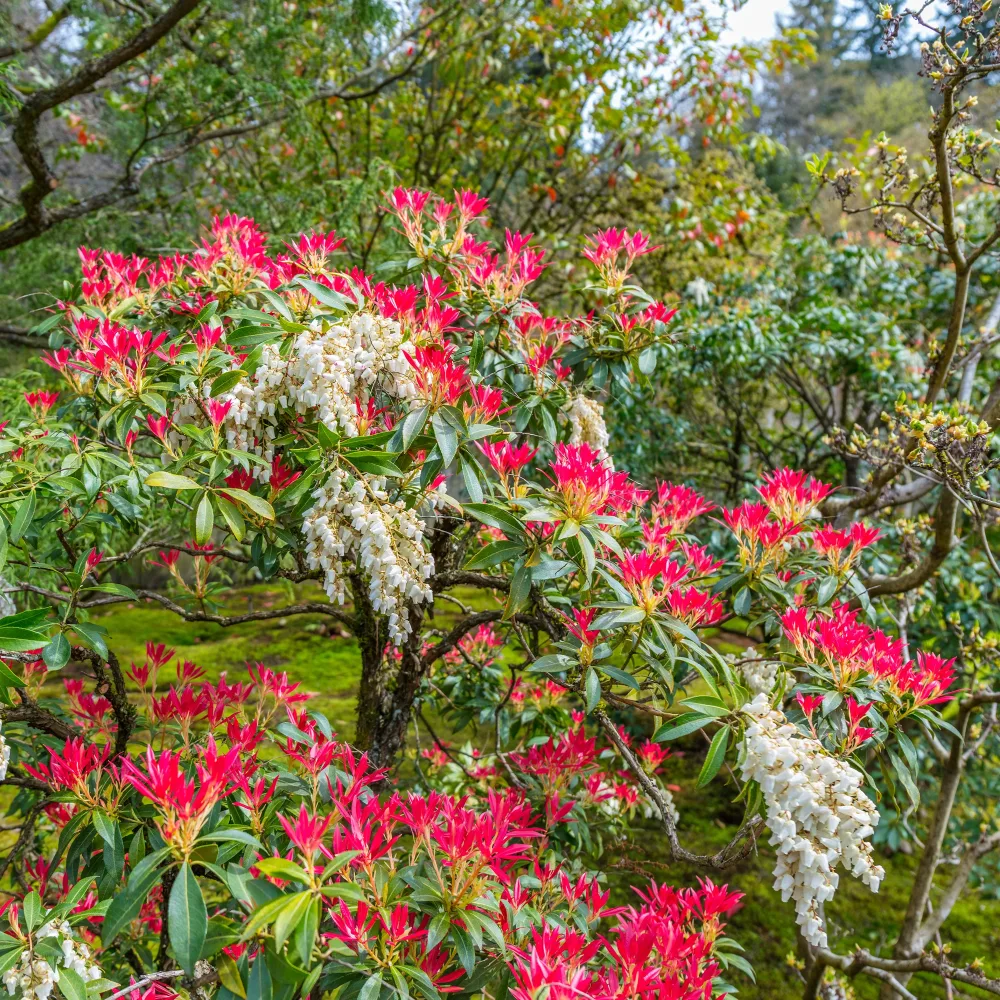 Pieris Forest flame Pieris japonica Forest Flame