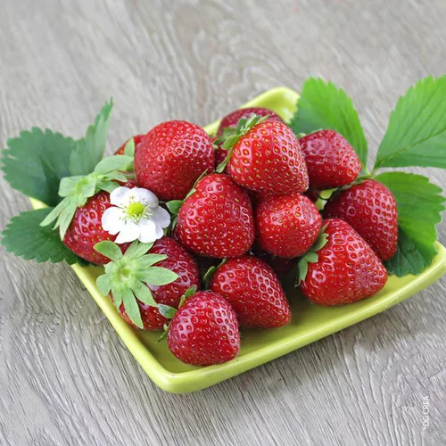 Fraisier Mara Des Bois Bio Remontante. La barquette de 6 plants