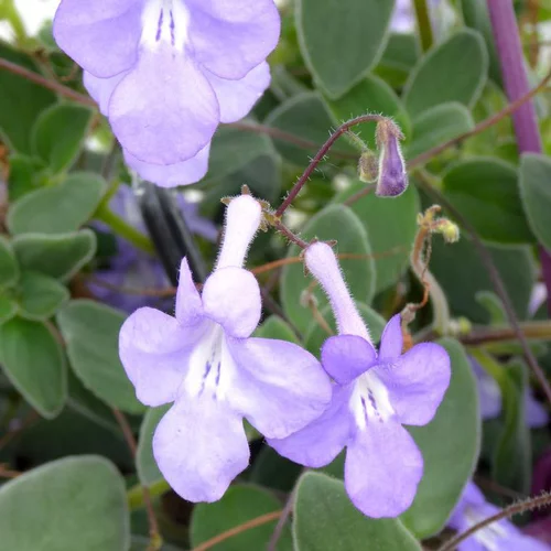 Streptocarpus - La jardinière de 40 cm