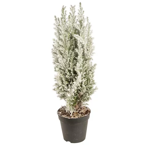 Elwoodii enneigé - Le pot de 10.5 cm